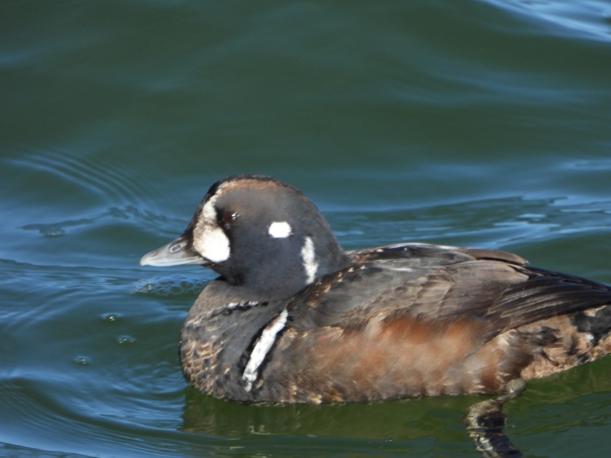 Harlequin Duck - ML647590639