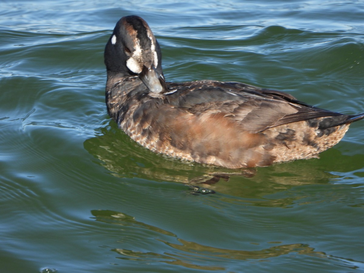 Harlequin Duck - ML647590640