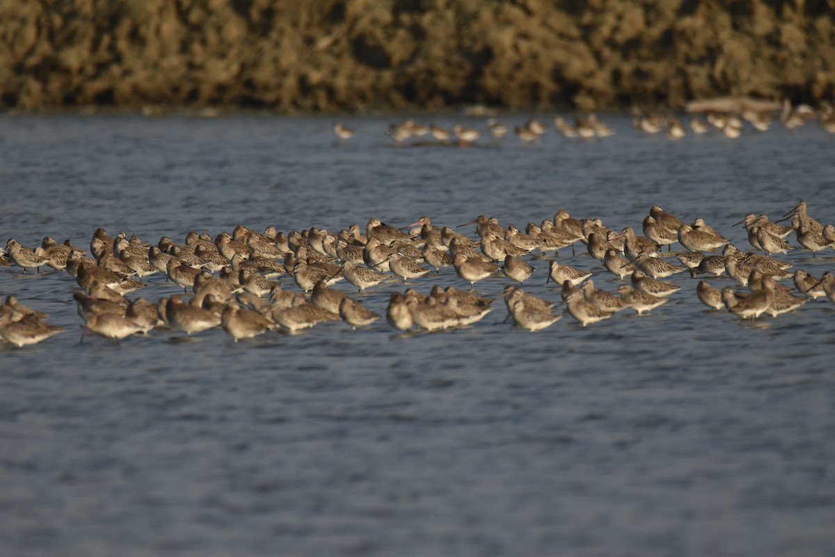 黑尾鷸 - ML647590641