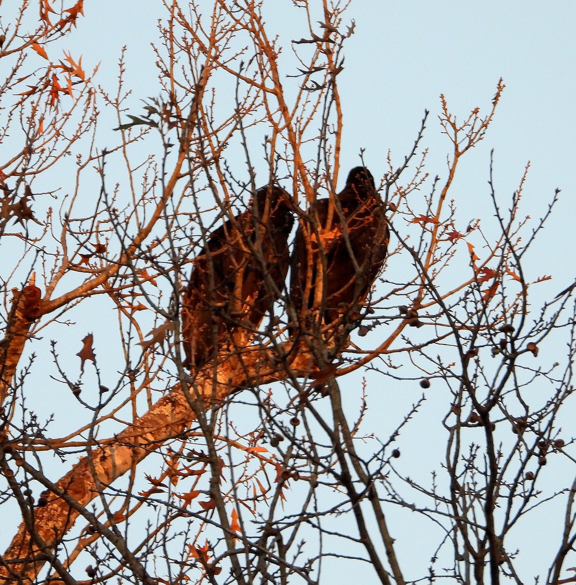 Чёрная катарта - ML647590643