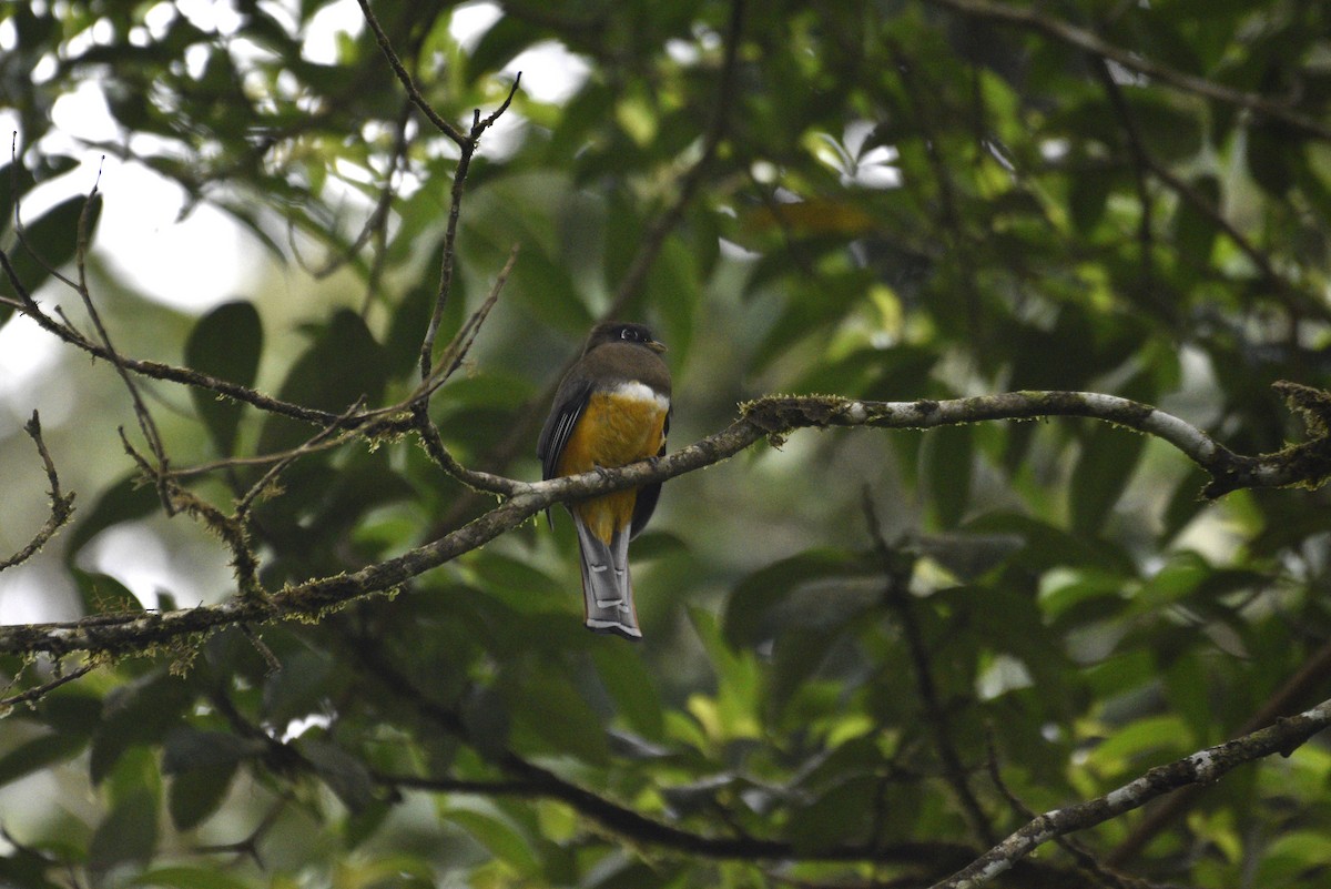 Collared Trogon - ML647590650