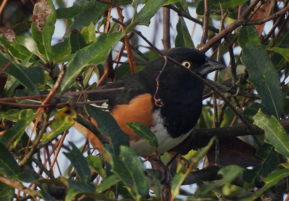 Eastern Towhee - ML647590655