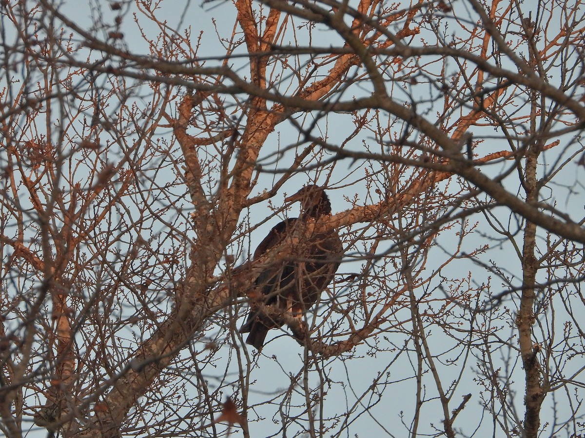 Black Vulture - ML647590657