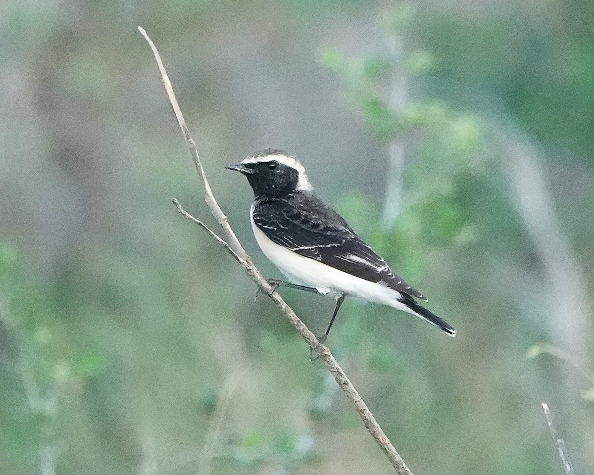 白頂䳭 - ML647590658