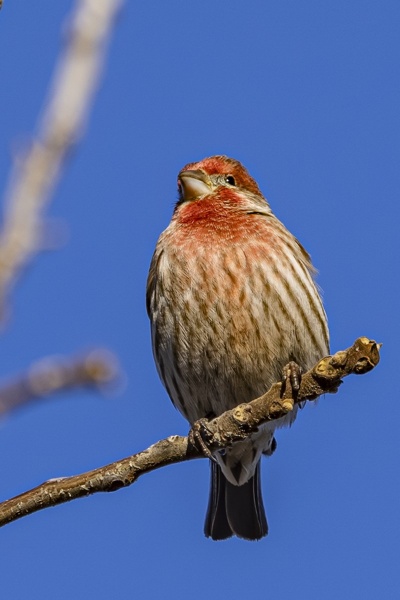 House Finch - ML647590659