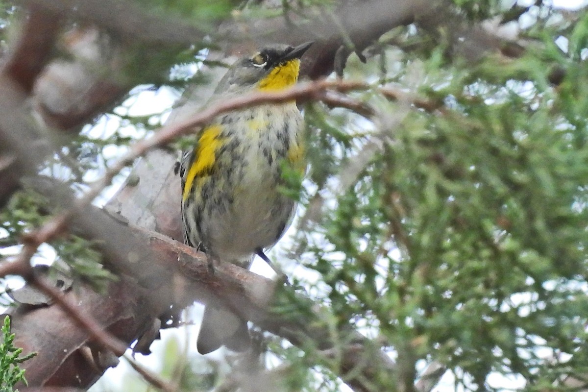 Yellow-rumped Warbler (Audubon's) - ML647590660