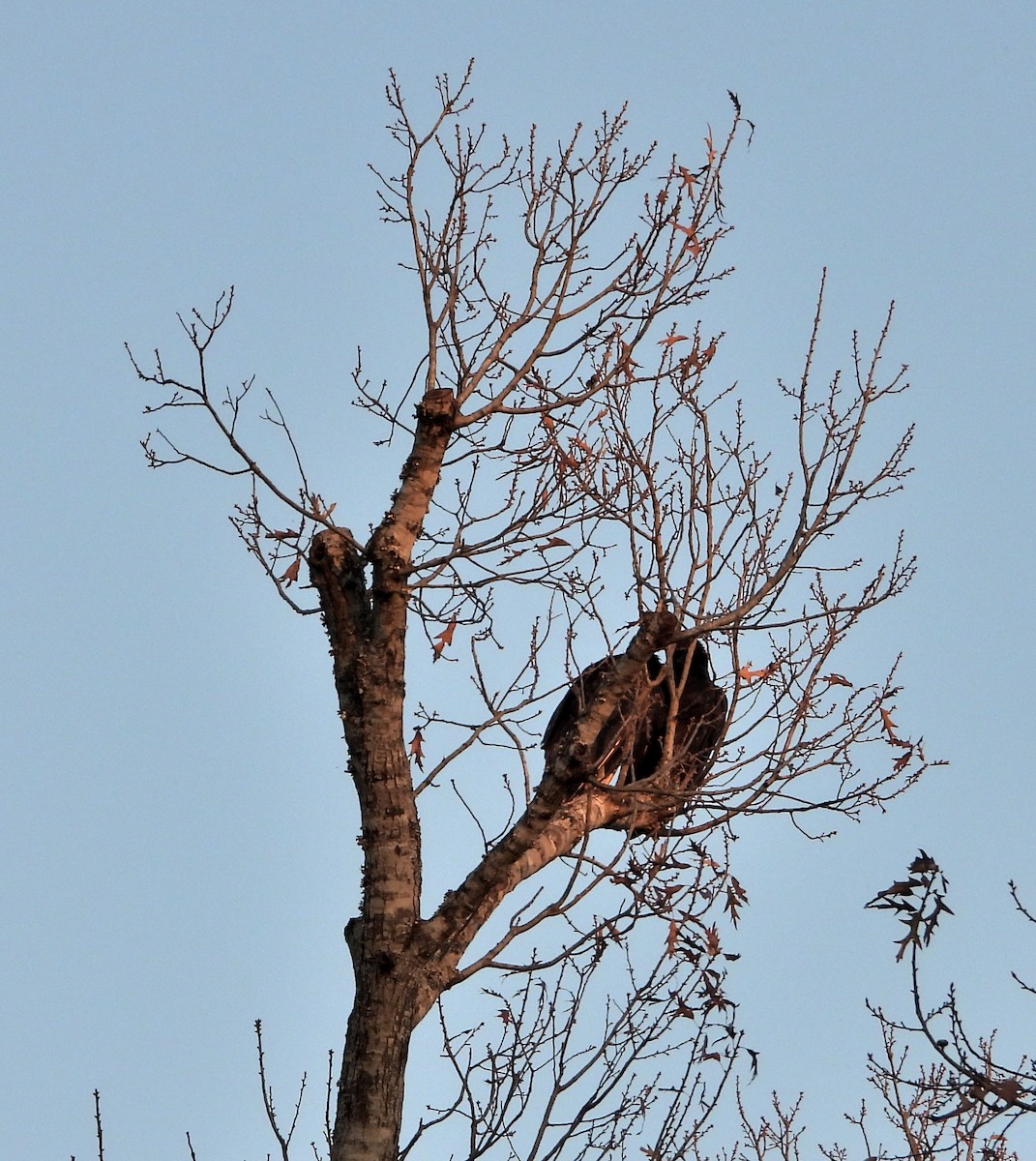 Black Vulture - ML647590662