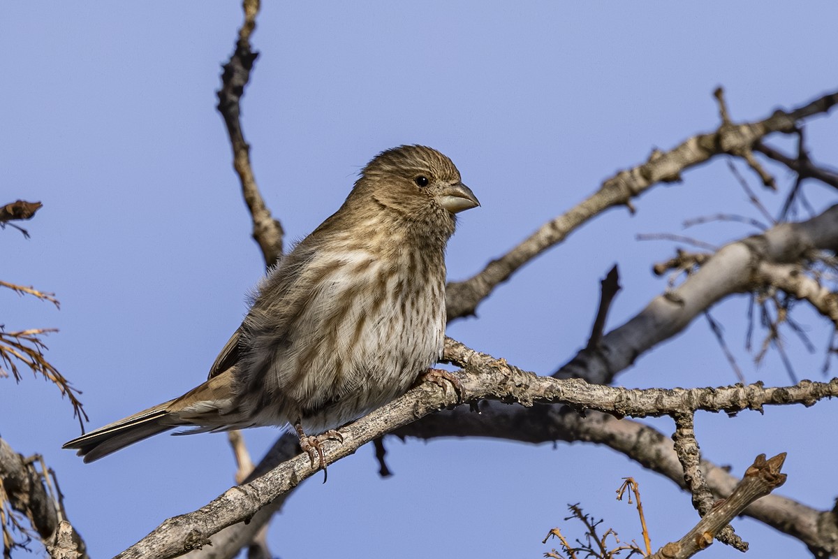 House Finch - ML647590663