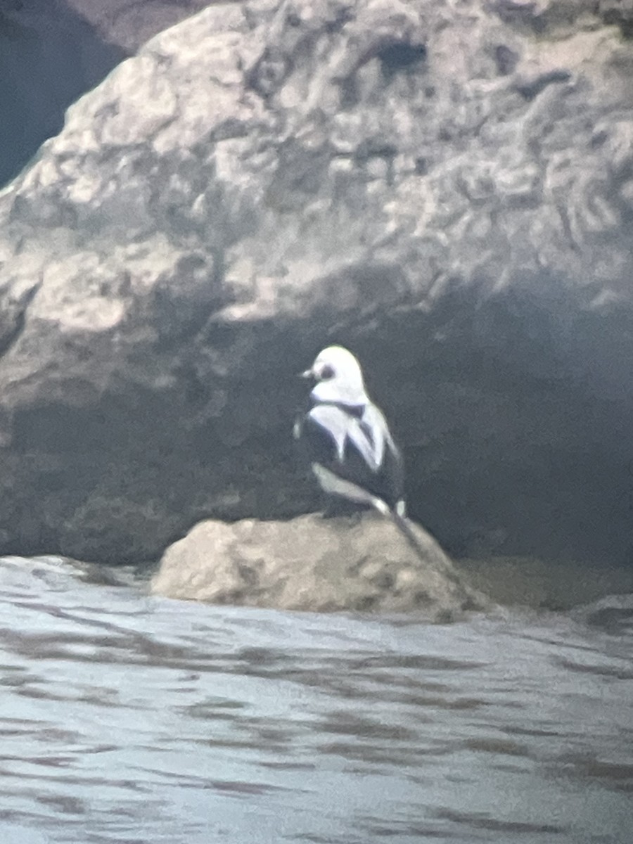 長尾鴨 - ML647590664