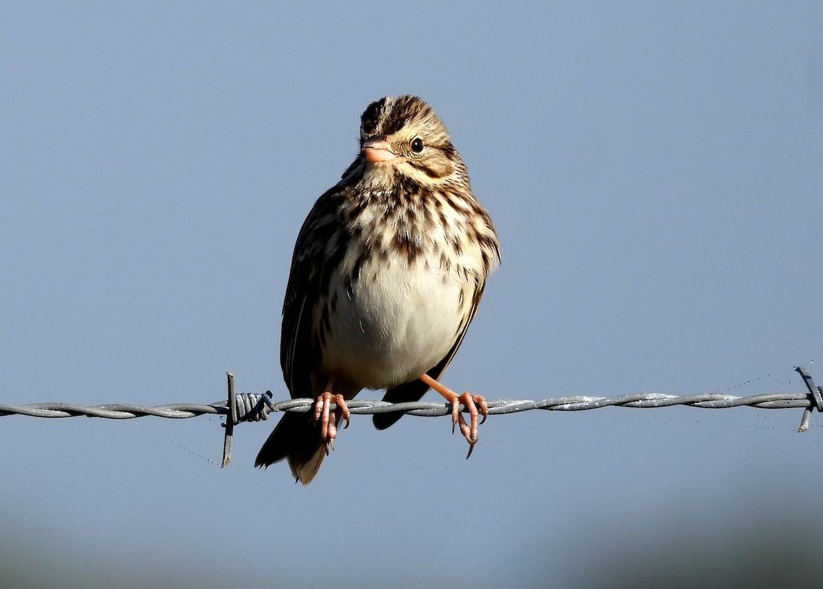 稀樹草鵐 - ML647590665