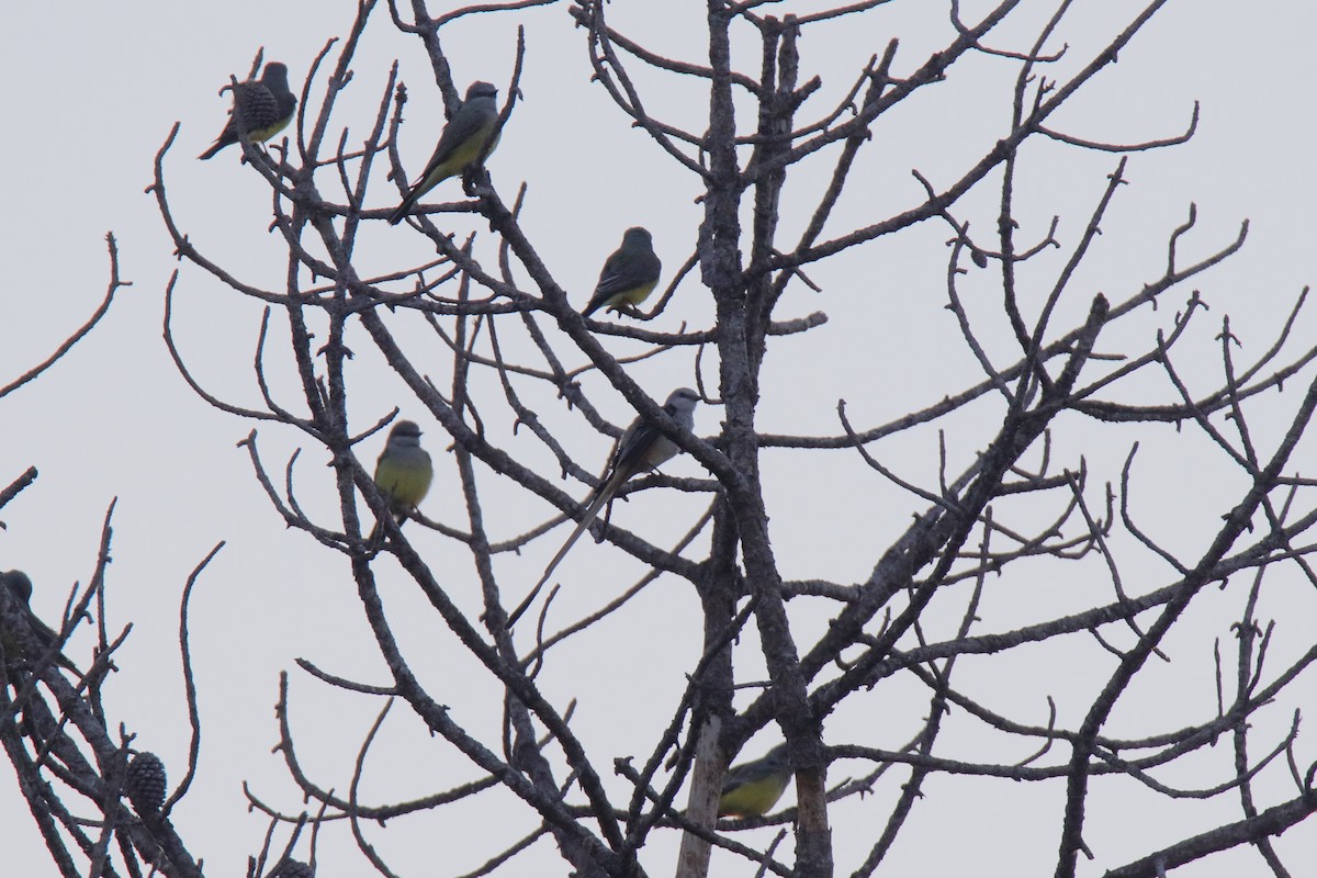 Scissor-tailed Flycatcher - ML647590666