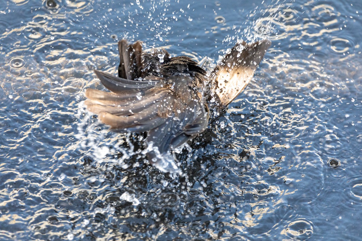 Great-tailed Grackle - ML647590667