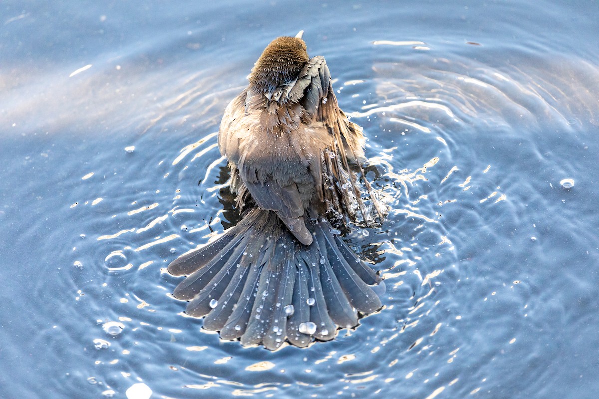 Great-tailed Grackle - ML647590668