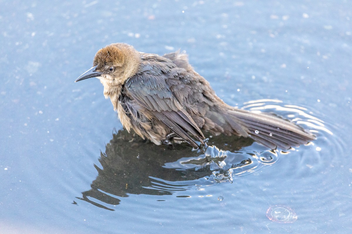Great-tailed Grackle - ML647590669