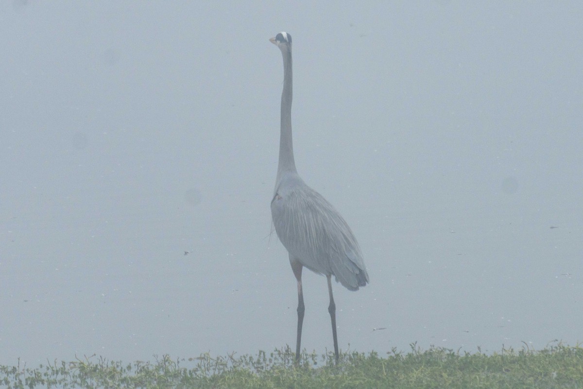 Great Blue Heron - ML647590670