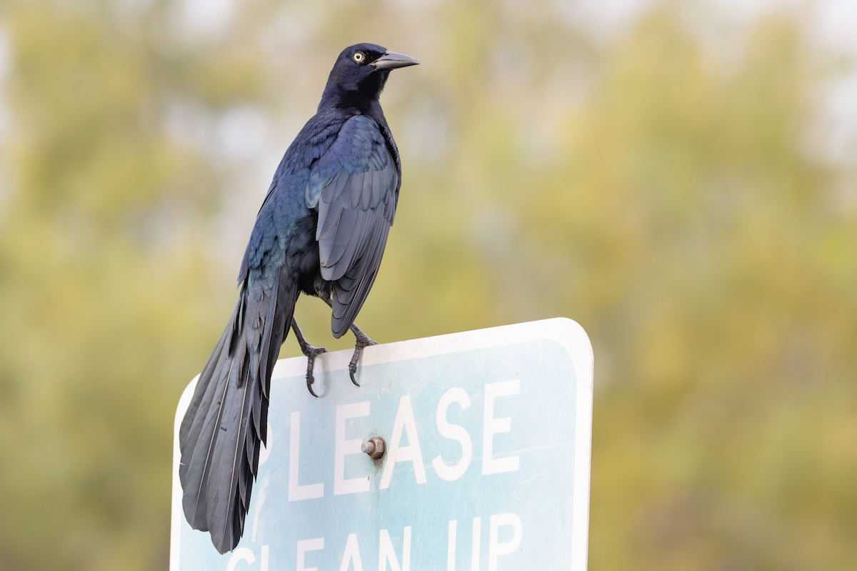 Great-tailed Grackle - ML647590671