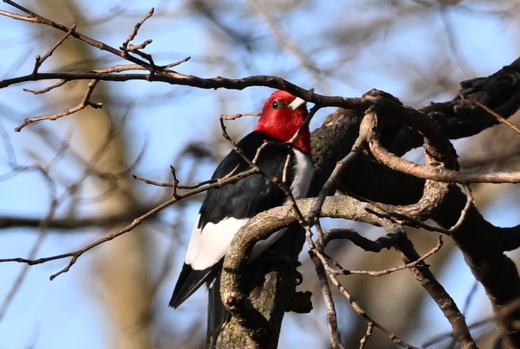Red-headed Woodpecker - ML647590672