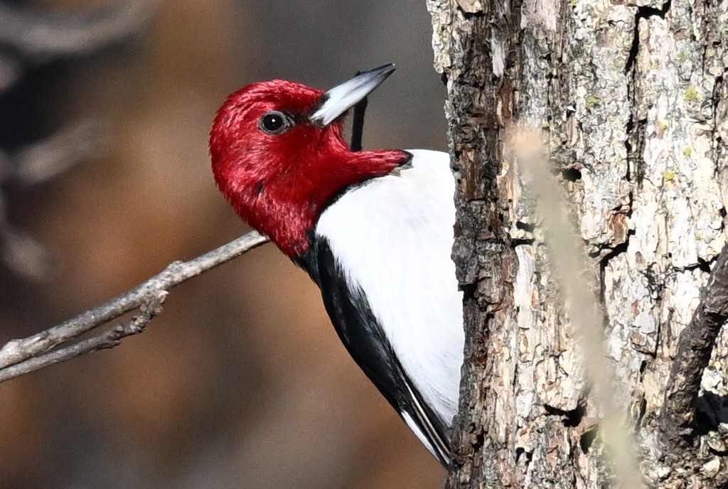 Red-headed Woodpecker - ML647590673