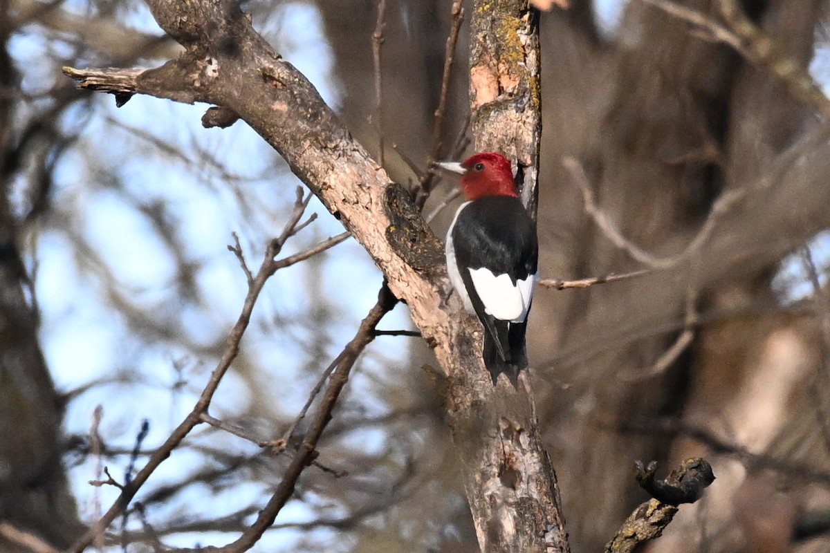 Red-headed Woodpecker - ML647590674