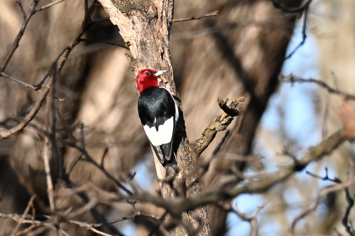 Red-headed Woodpecker - ML647590675