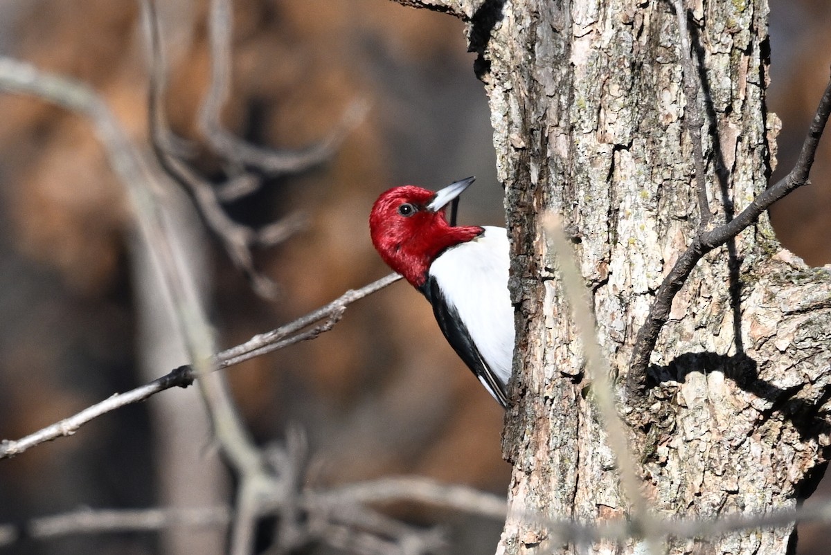 Red-headed Woodpecker - ML647590676