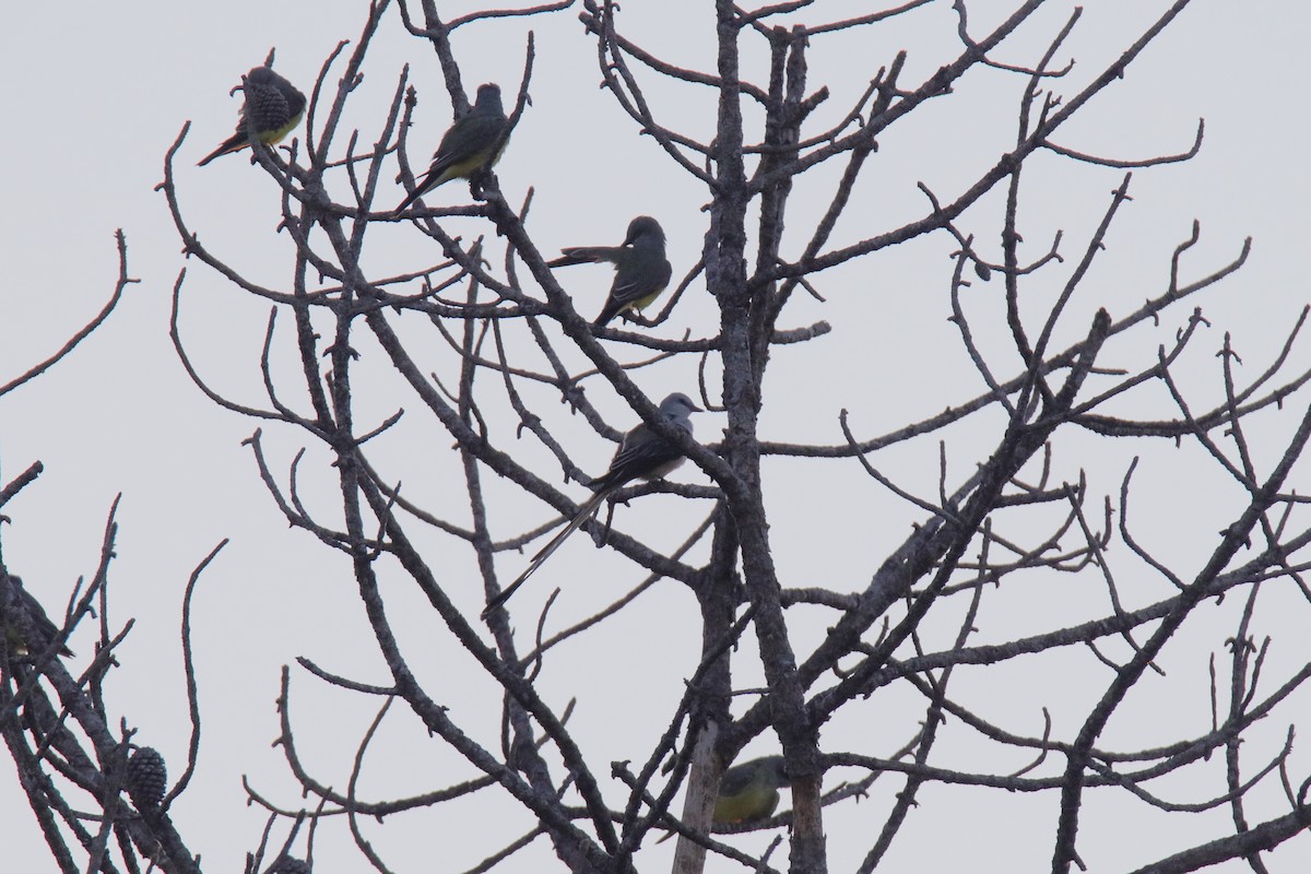 Scissor-tailed Flycatcher - ML647590678