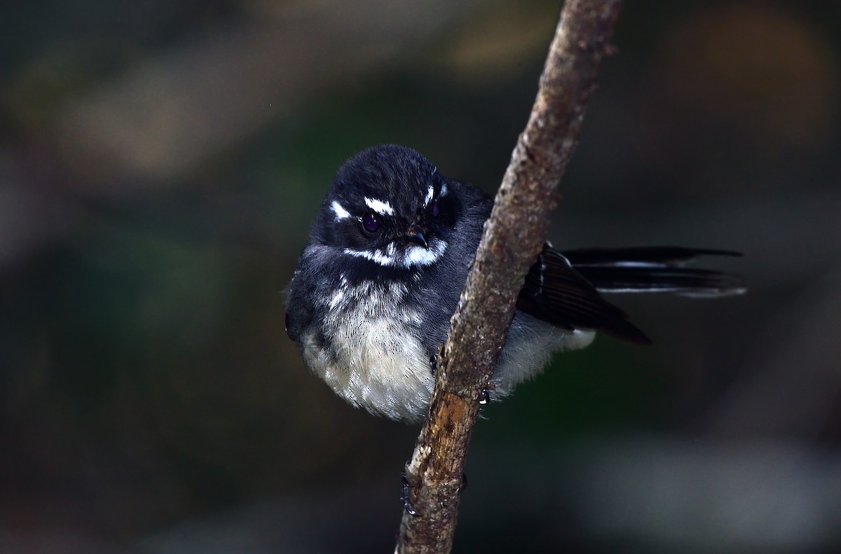 Gray Fantail - ML647590679