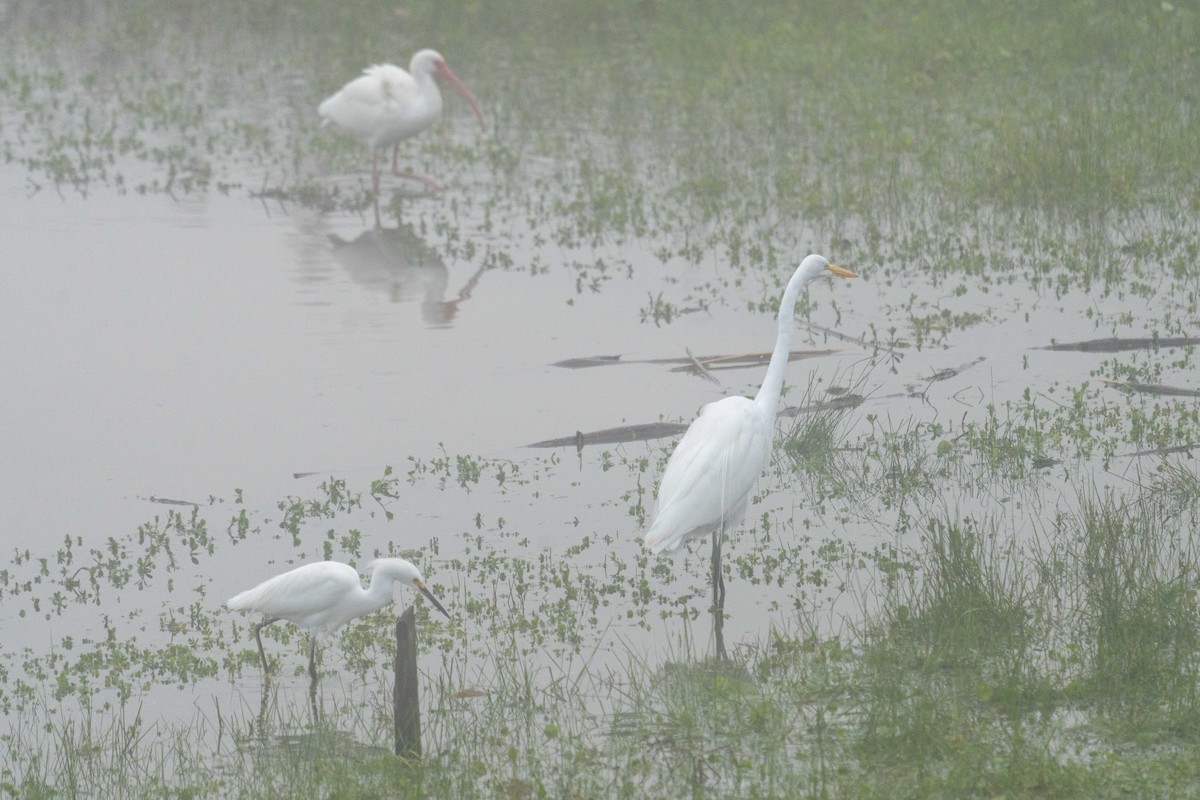 White Ibis - ML647590680