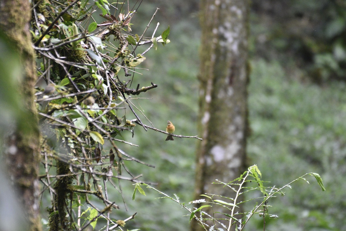 Tufted Flycatcher - ML647590681