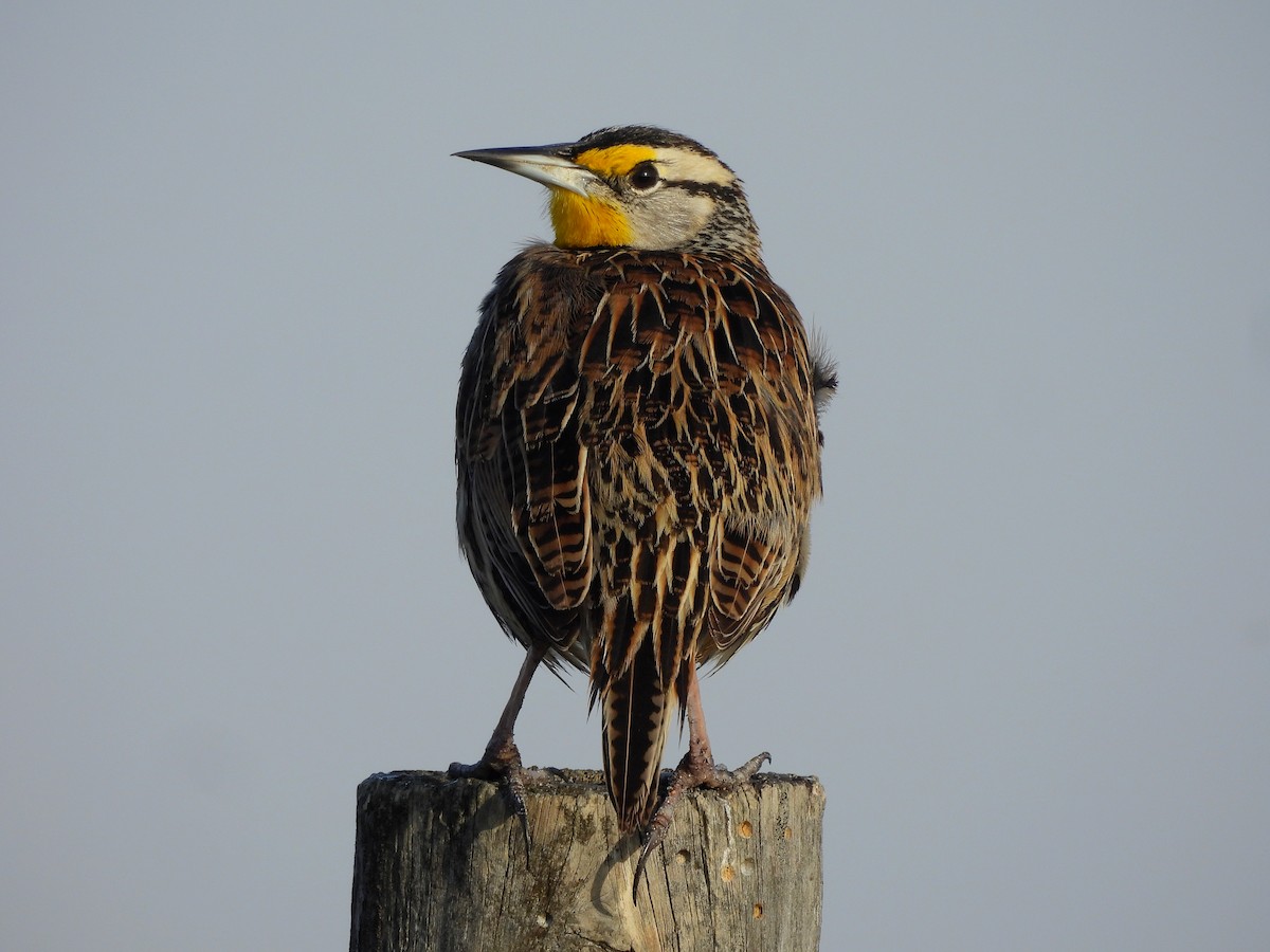 Eastern Meadowlark - ML647590682