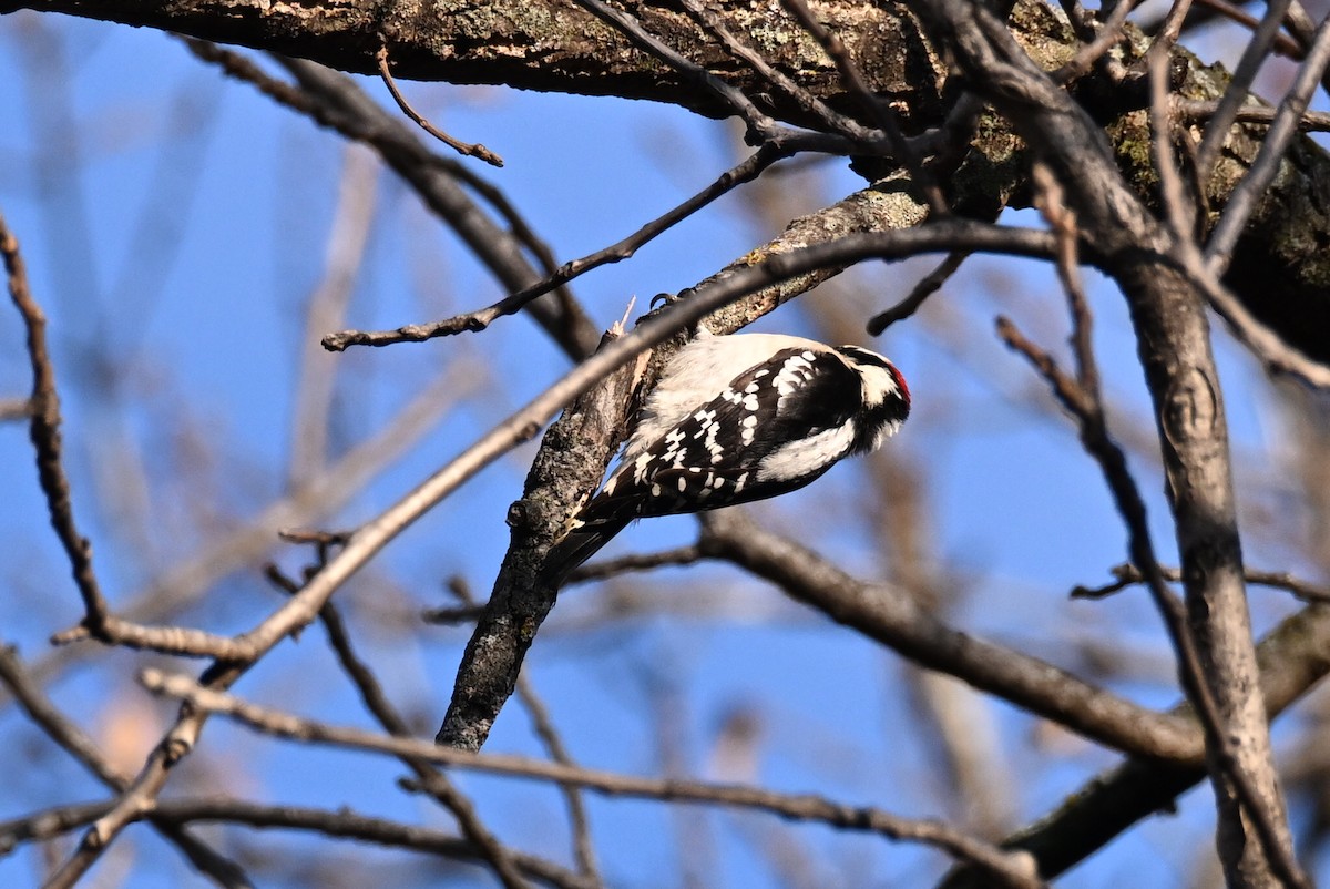 Downy Woodpecker - ML647590683