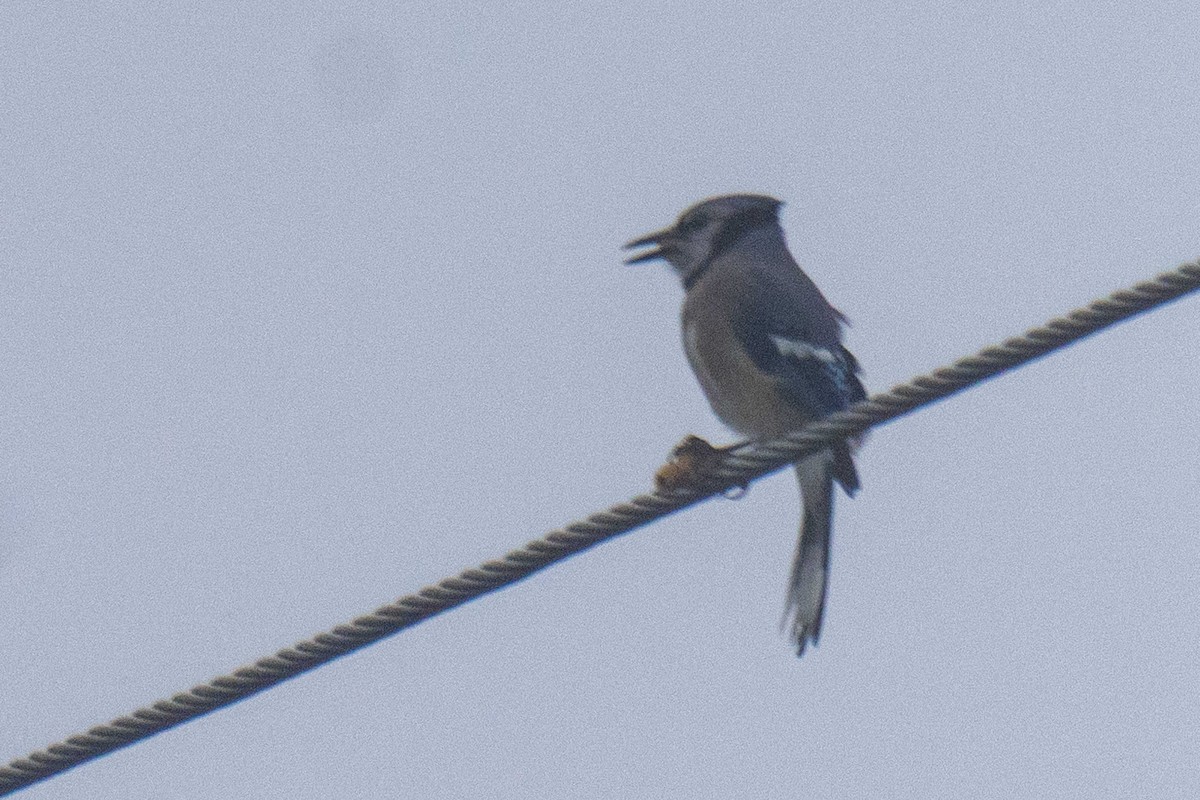 Blue Jay - ML647590715