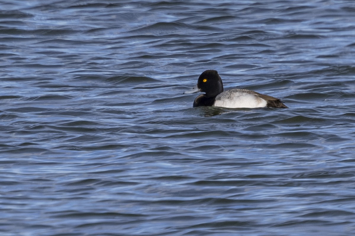 Lesser Scaup - ML647590716