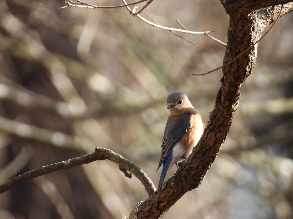 Eastern Bluebird - ML647590727