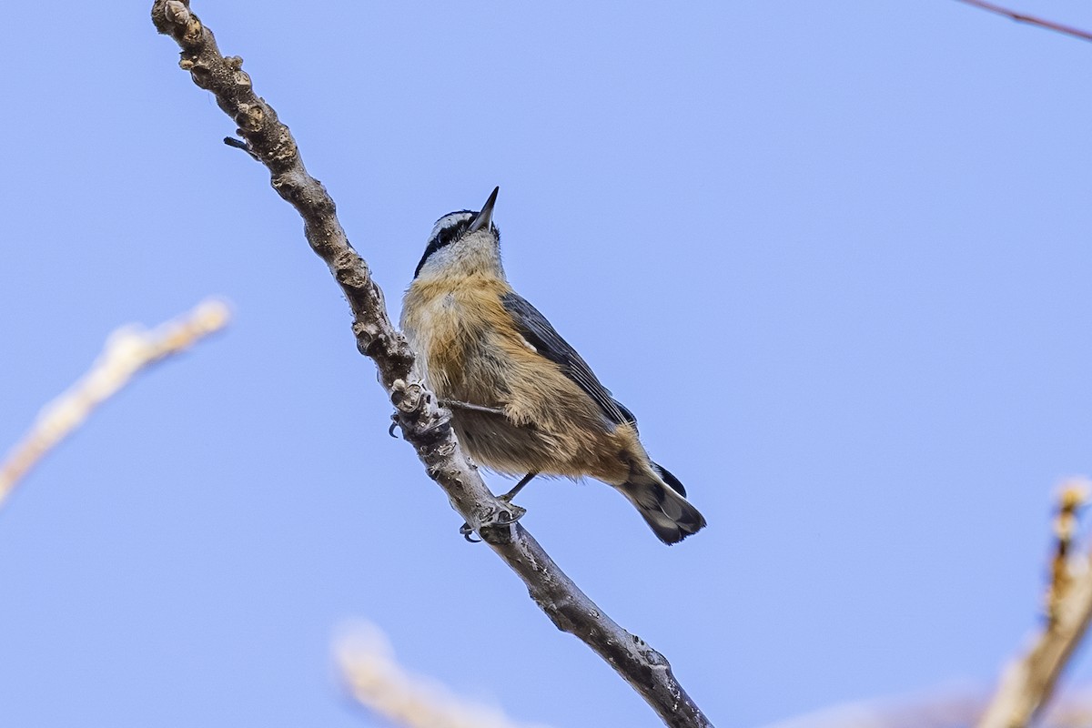 Red-breasted Nuthatch - ML647590728