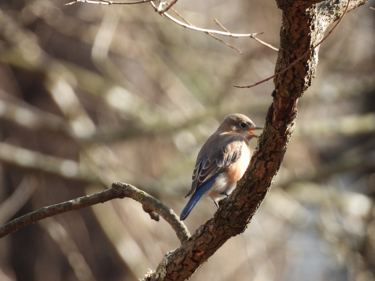 Eastern Bluebird - ML647590729