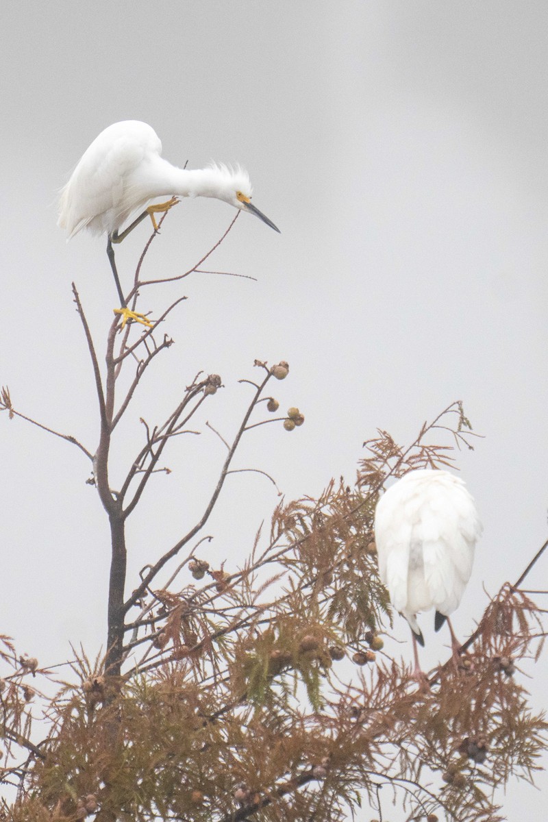 Snowy Egret - ML647590731