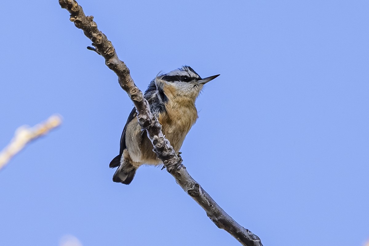 Red-breasted Nuthatch - ML647590732