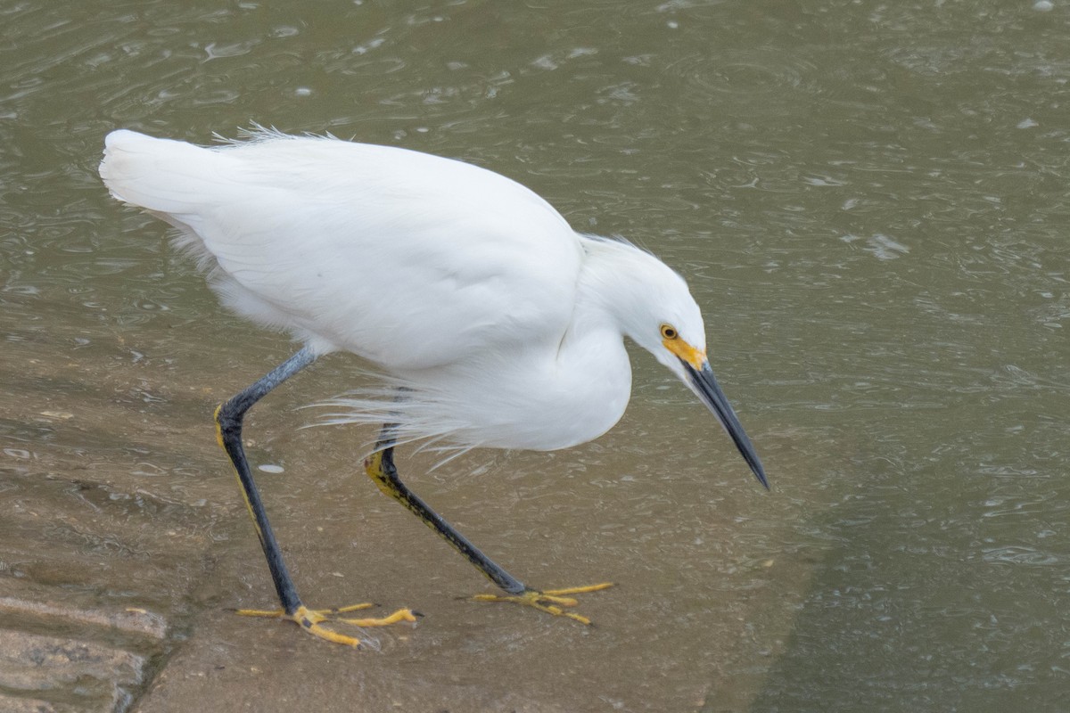 Snowy Egret - ML647590734
