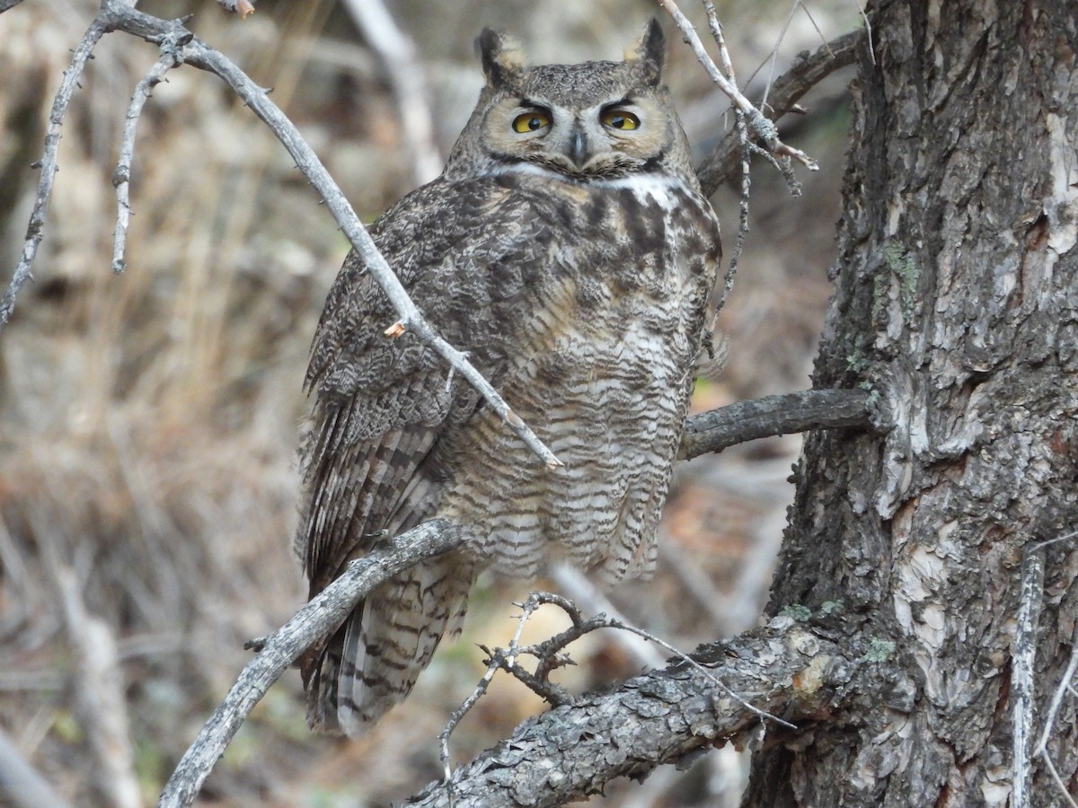 Great Horned Owl - ML647590736