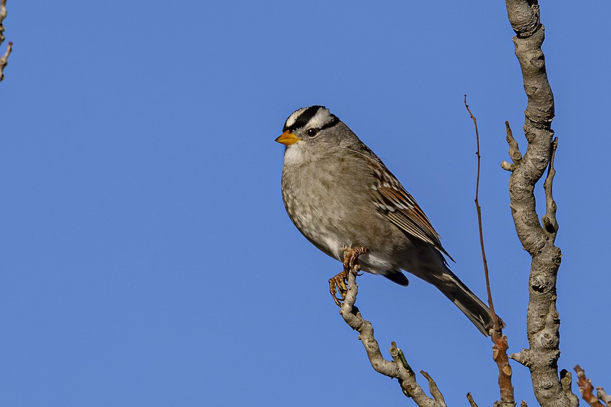 White-crowned Sparrow - ML647590739