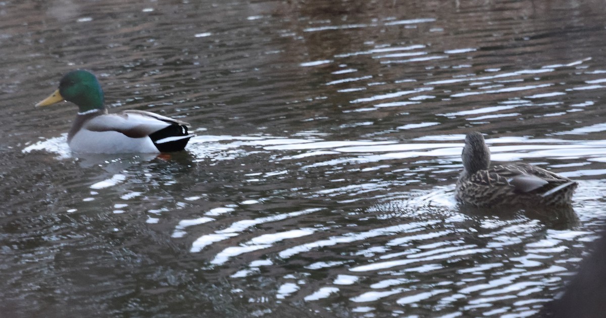 綠頭鴨 - ML647590741