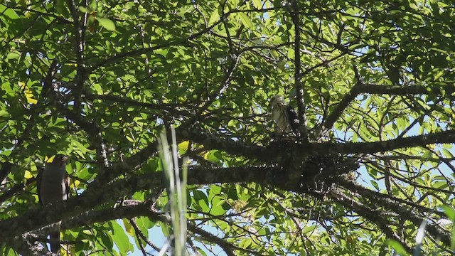 Rufous-thighed Kite - ML647590742