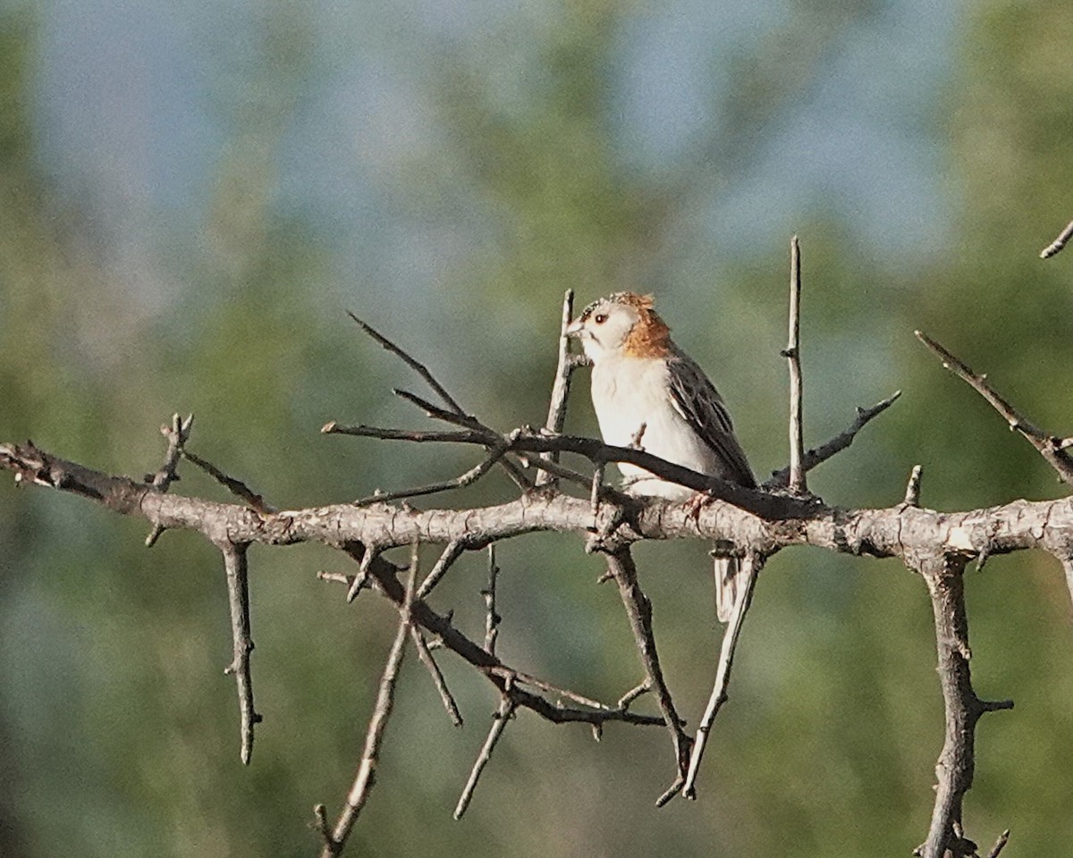 Speckle-fronted Weaver - ML647590743