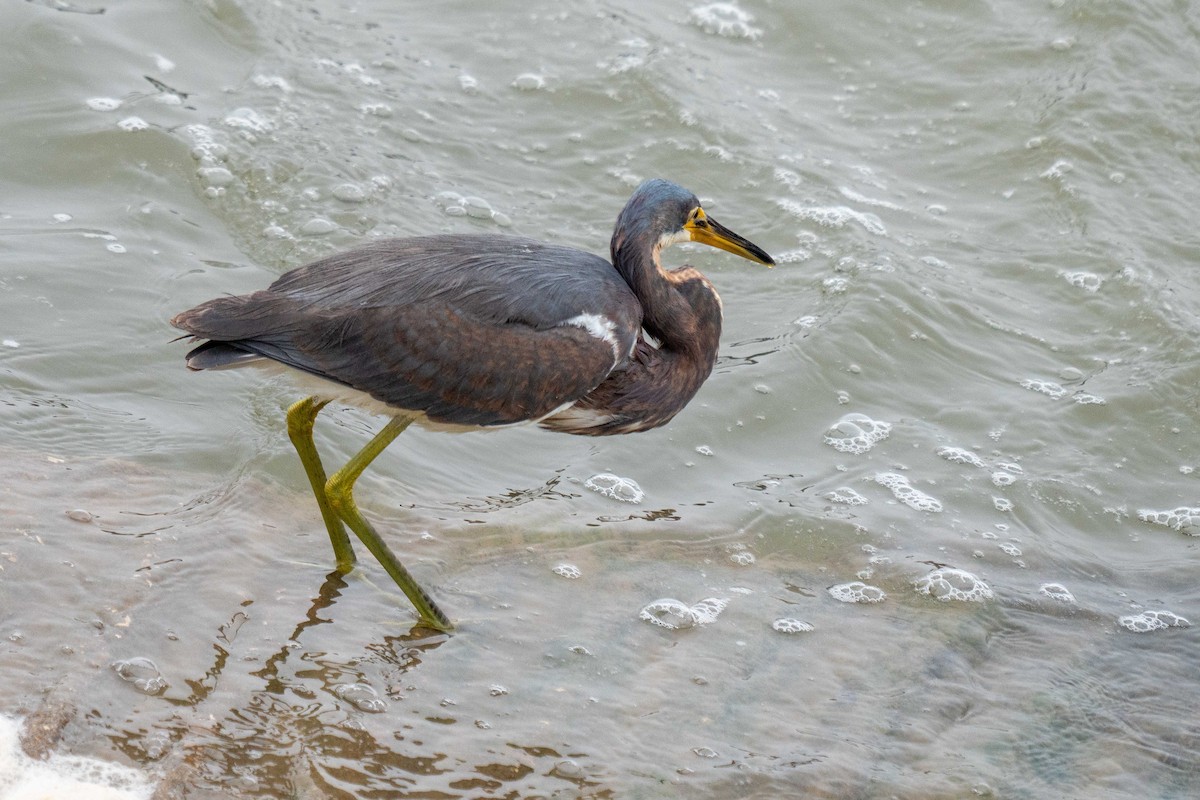 Tricolored Heron - ML647590745