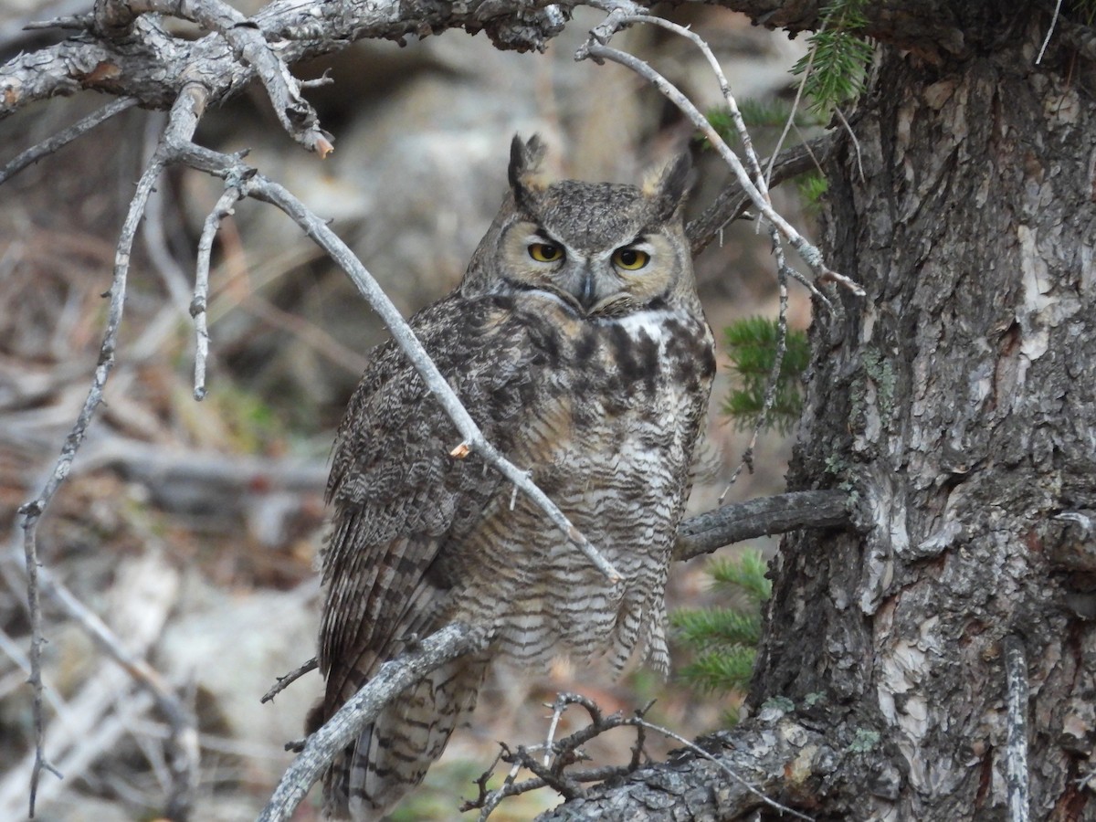 Great Horned Owl - ML647590746