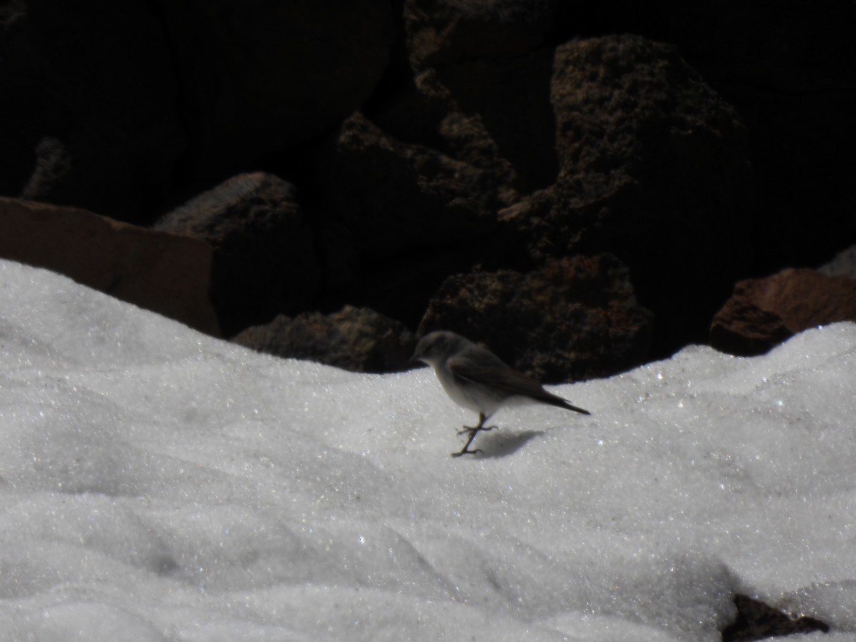 Cinereous Ground-Tyrant - ML647590747