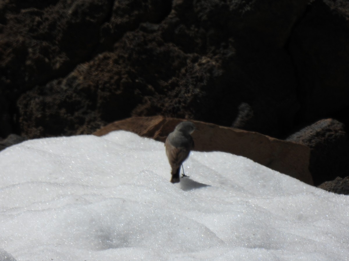 Cinereous Ground-Tyrant - ML647590749