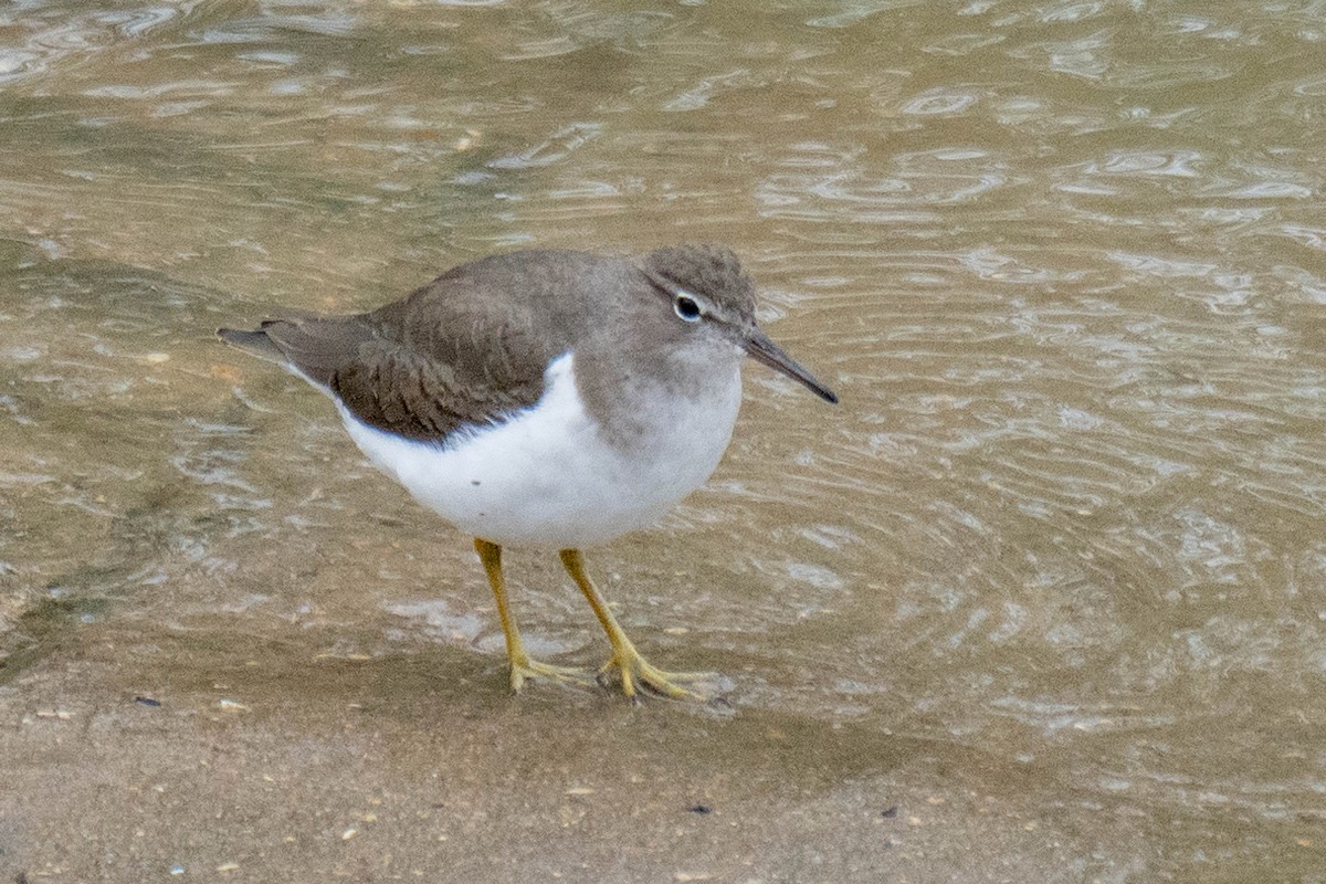Spotted Sandpiper - ML647590751