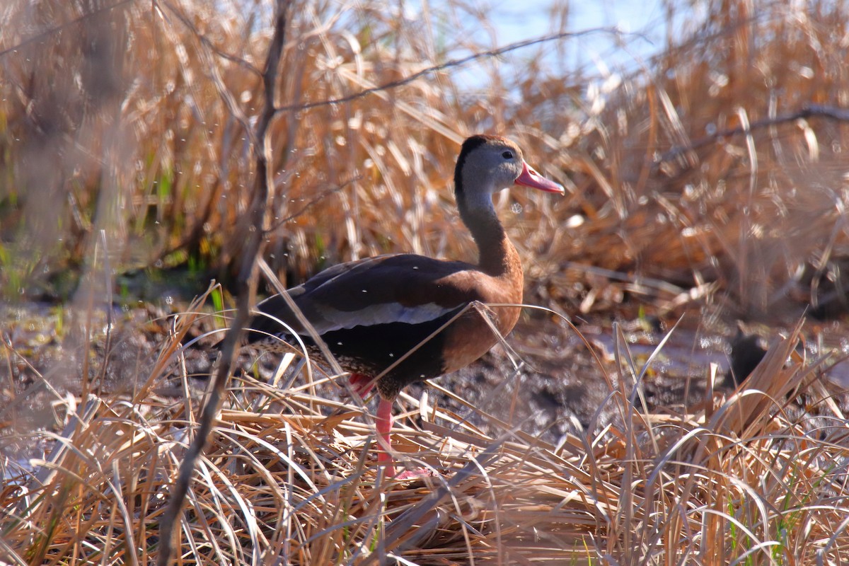 Black-bellied Whistling-Duck - ML647590754